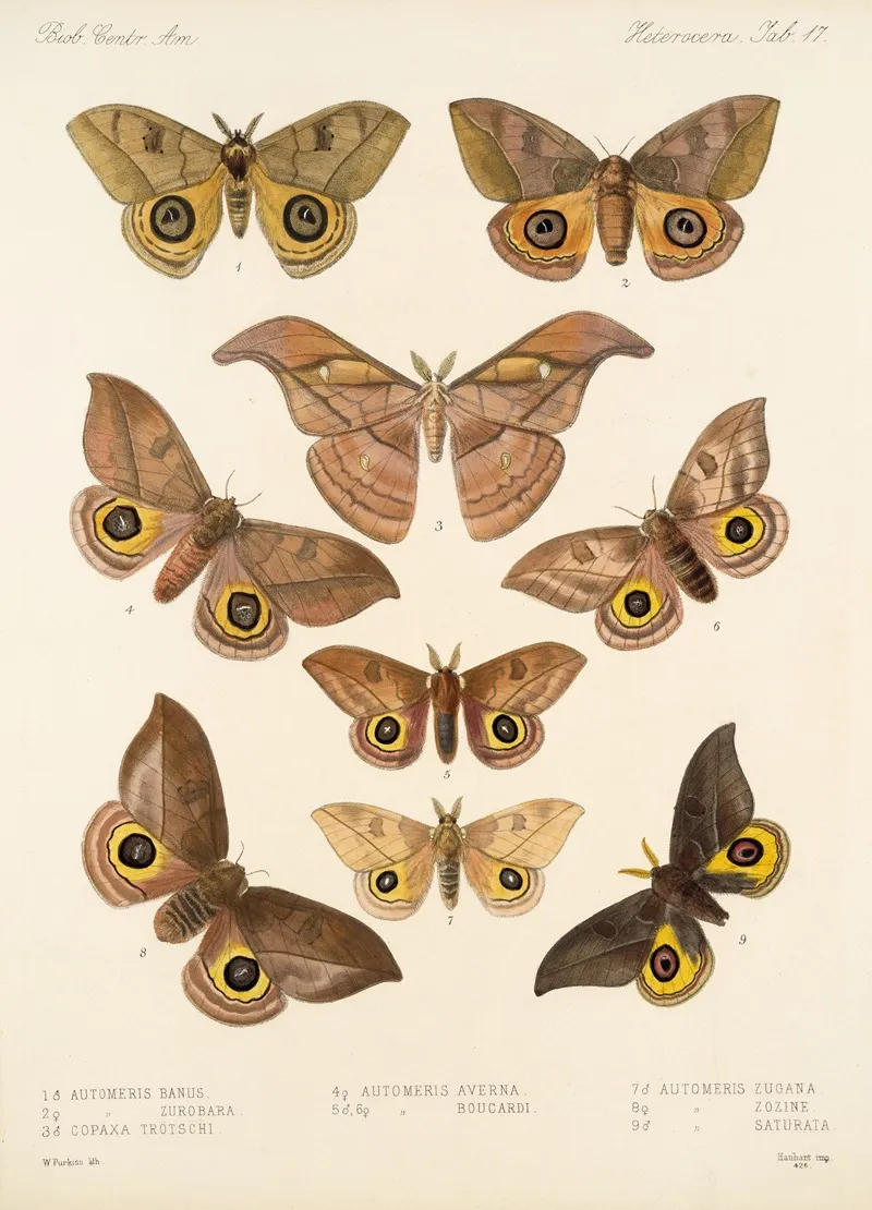 Insecta Lepidoptera Heterocera Pl 017 Wall Art by Frederick DuCane Godman - High-Resolution Digital Print