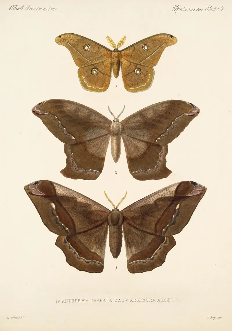 Insecta Lepidoptera Heterocera Pl 019 Wall Art by Frederick DuCane Godman - High-Resolution Digital Print