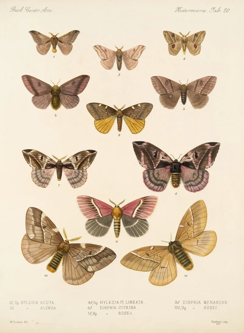 Insecta Lepidoptera Heterocera Pl 020 Wall Art by Frederick DuCane Godman - High-Resolution Digital Print