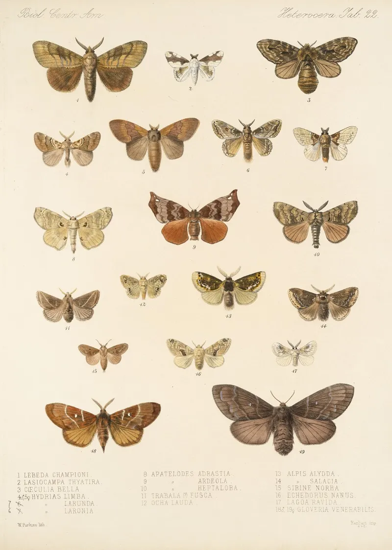 Insecta Lepidoptera Heterocera Pl 022 Wall Art by Frederick DuCane Godman - High-Resolution Digital Print