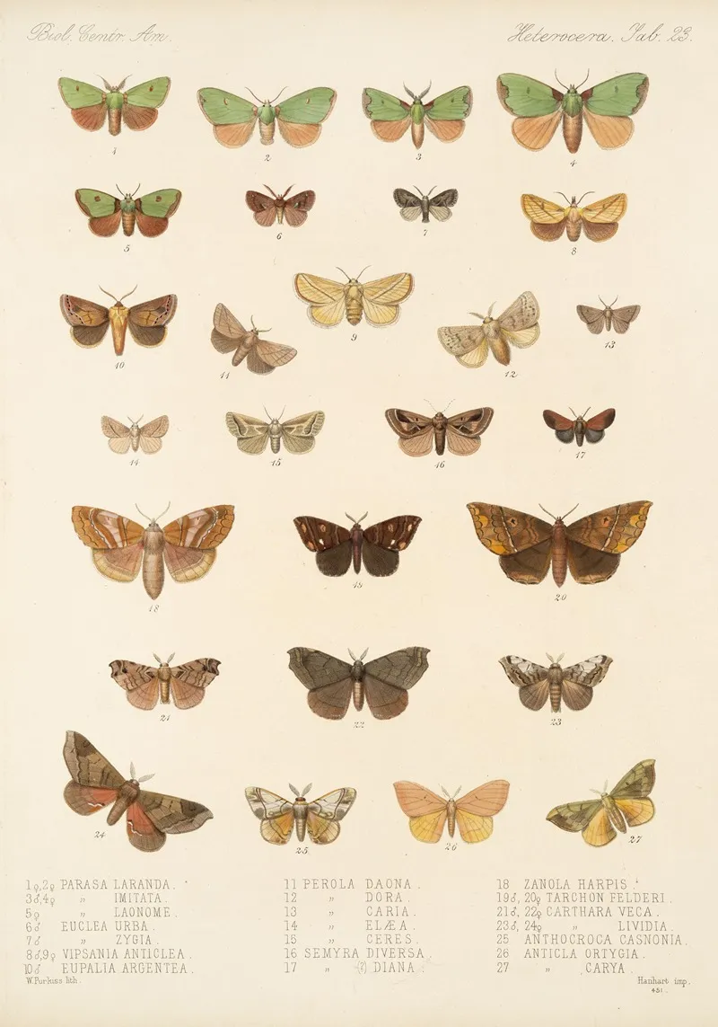 Insecta Lepidoptera Heterocera Pl 023 Wall Art by Frederick DuCane Godman - High-Resolution Digital Print