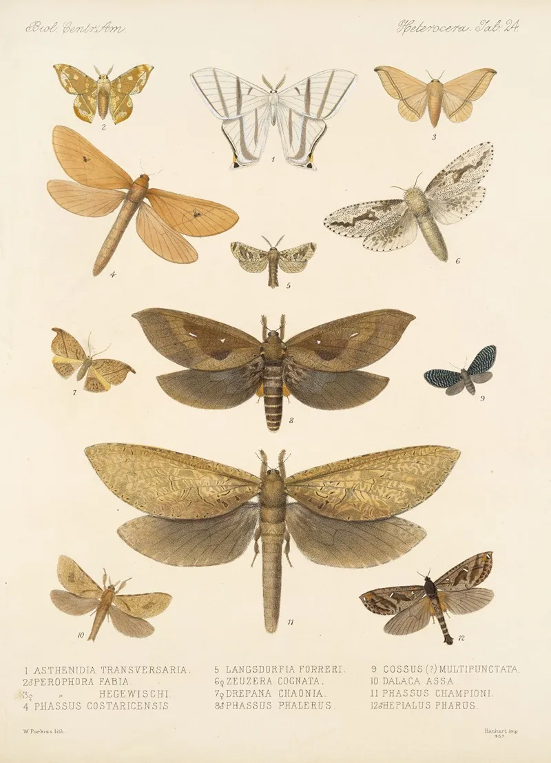 Insecta Lepidoptera Heterocera Pl 024 Wall Art by Frederick DuCane Godman - High-Resolution Digital Print