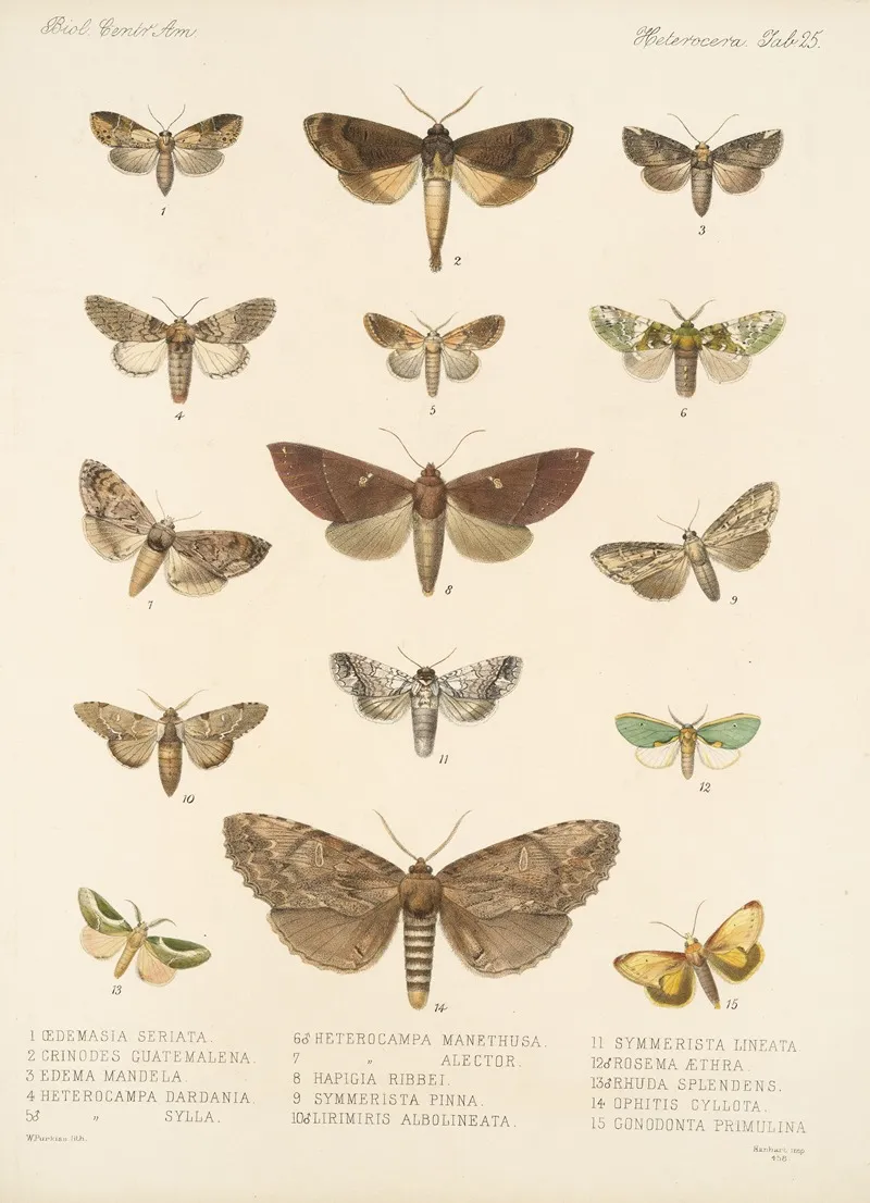 Insecta Lepidoptera Heterocera Pl 025 Wall Art by Frederick DuCane Godman - High-Resolution Digital Print