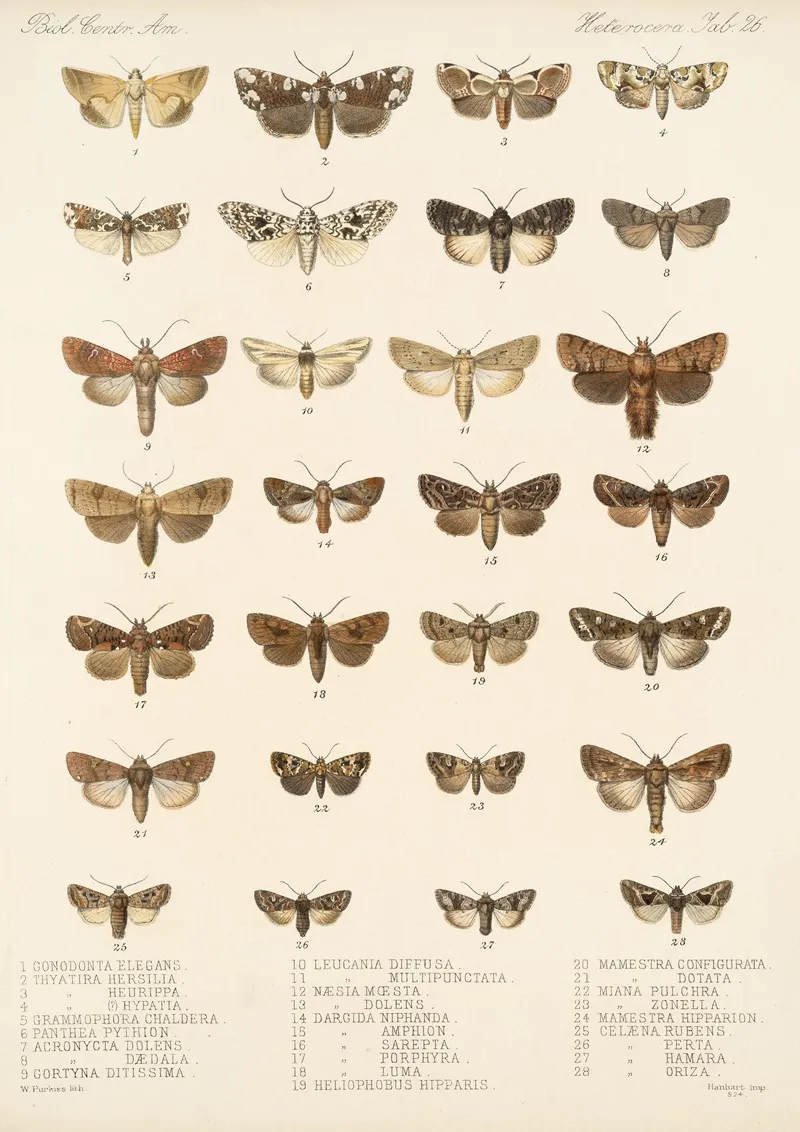 Insecta Lepidoptera Heterocera Pl 026 Wall Art by Frederick DuCane Godman - High-Resolution Digital Print