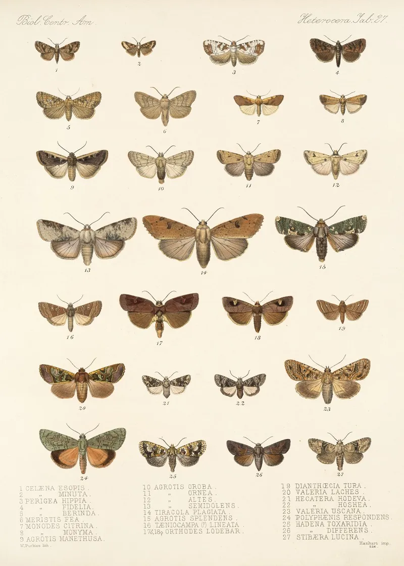 Insecta Lepidoptera Heterocera Pl 027 Wall Art by Frederick DuCane Godman - High-Resolution Digital Print