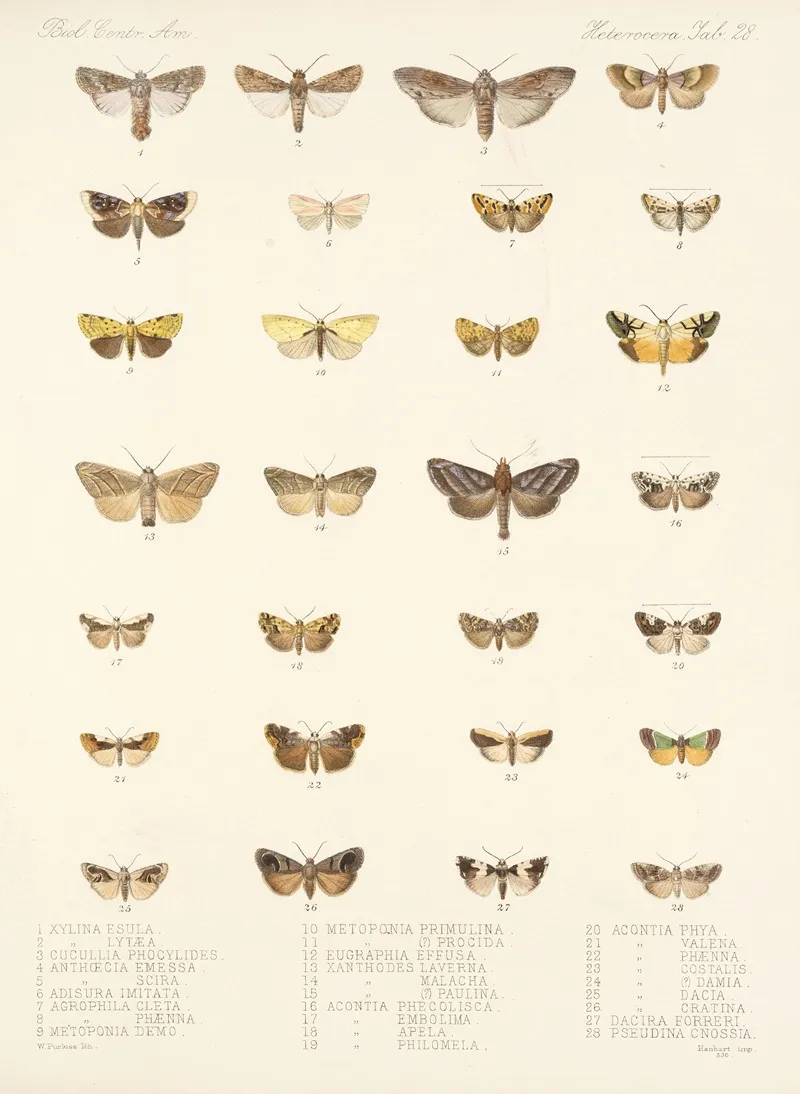 Insecta Lepidoptera Heterocera Pl 028 Wall Art by Frederick DuCane Godman - High-Resolution Digital Print