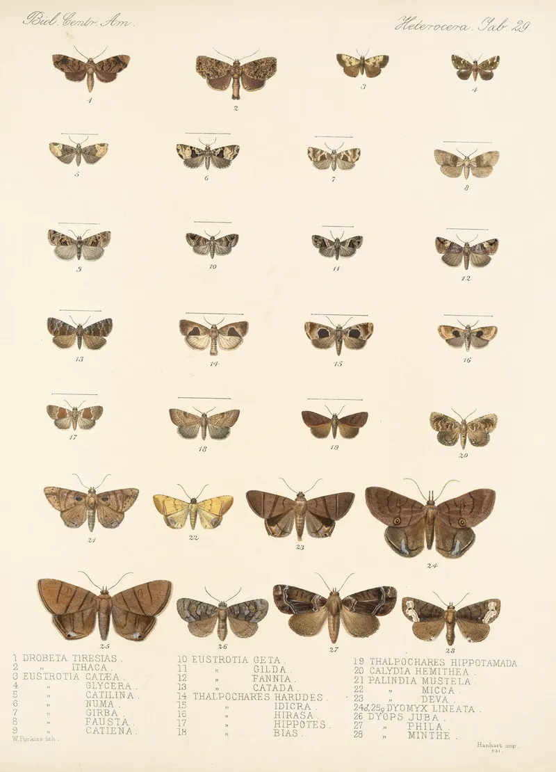 Insecta Lepidoptera Heterocera Pl 029 Wall Art by Frederick DuCane Godman - High-Resolution Digital Print
