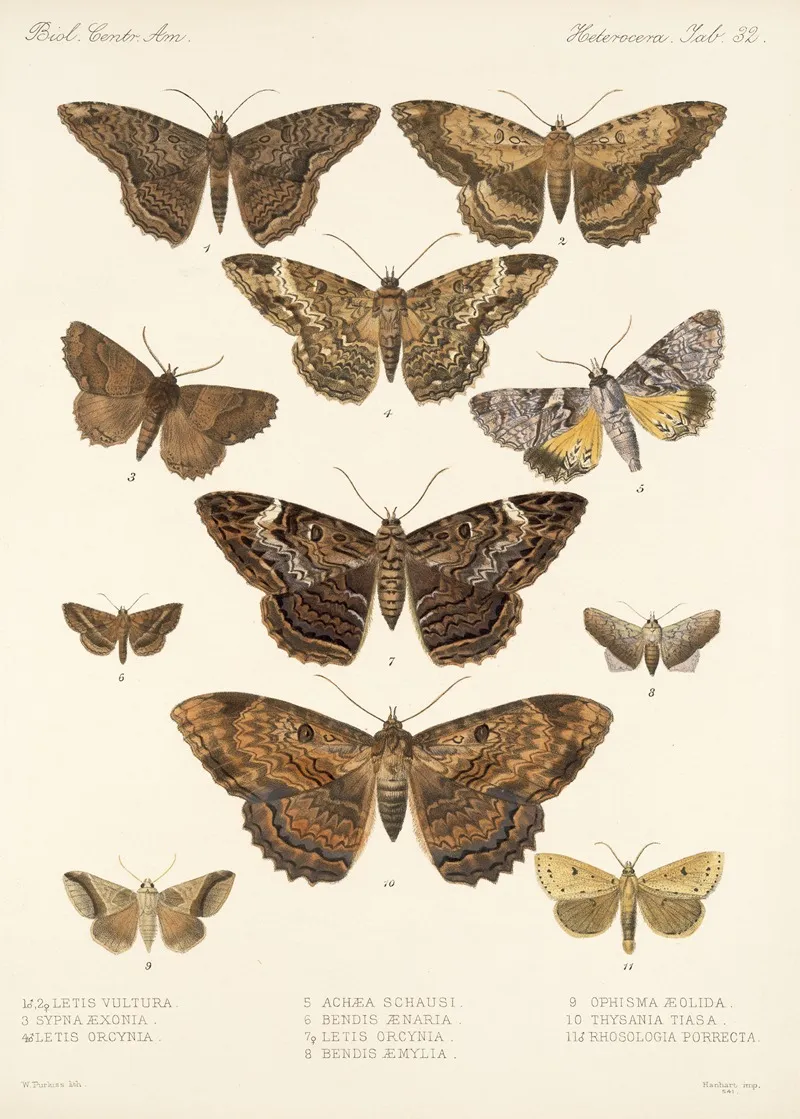 Insecta Lepidoptera Heterocera Pl 032 Wall Art by Frederick DuCane Godman - High-Resolution Digital Print