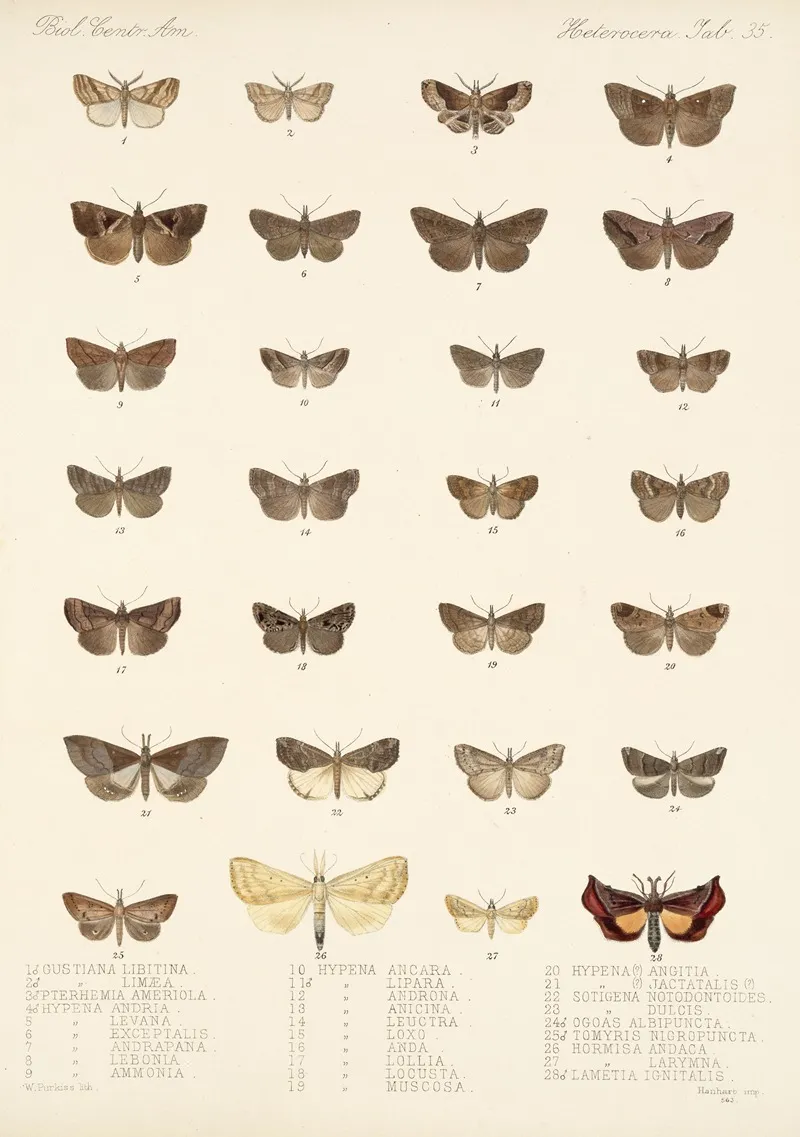 Insecta Lepidoptera Heterocera Pl 035 Wall Art by Frederick DuCane Godman - High-Resolution Digital Print