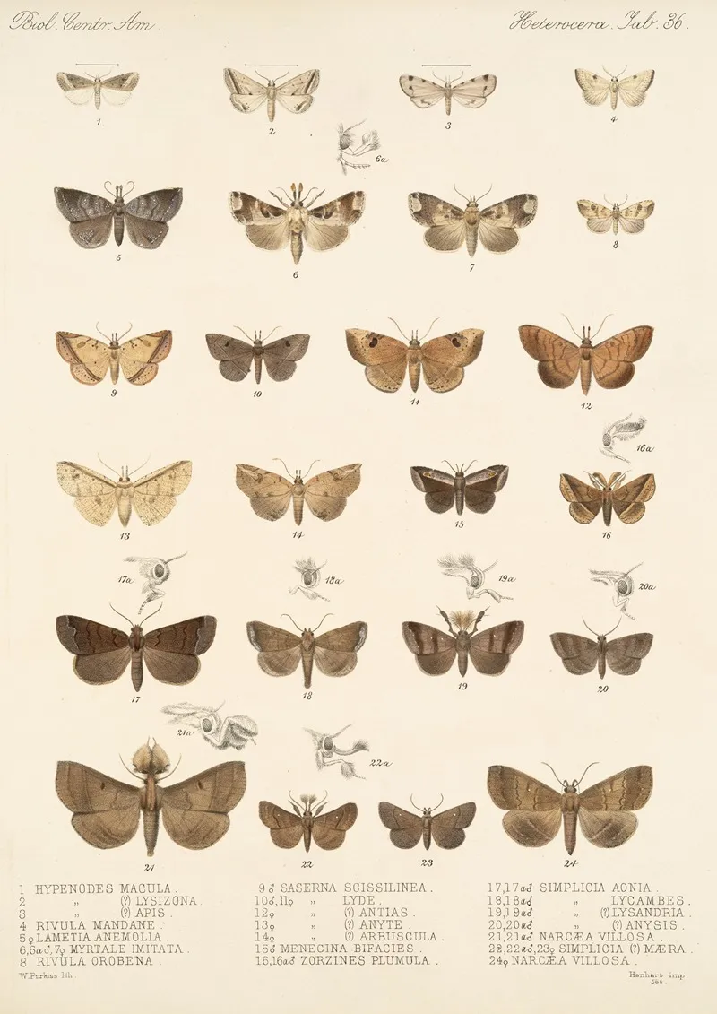 Insecta Lepidoptera Heterocera Pl 036 Wall Art by Frederick DuCane Godman - High-Resolution Digital Print