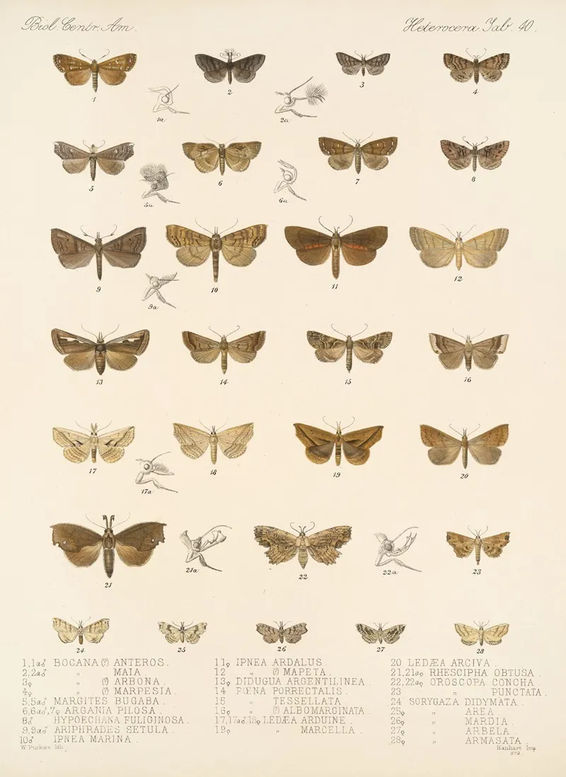 Insecta Lepidoptera Heterocera Pl 040 Wall Art by Frederick DuCane Godman - High-Resolution Digital Print