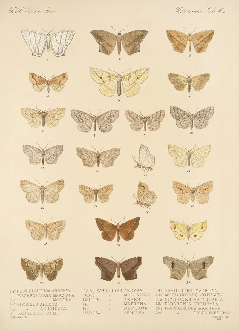 Insecta Lepidoptera Heterocera Pl 042 Wall Art by Frederick DuCane Godman - High-Resolution Digital Print