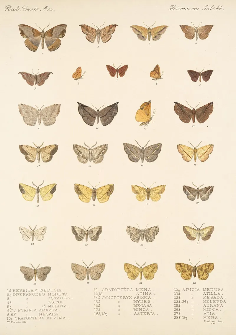 Insecta Lepidoptera Heterocera Pl 044 Wall Art by Frederick DuCane Godman - High-Resolution Digital Print