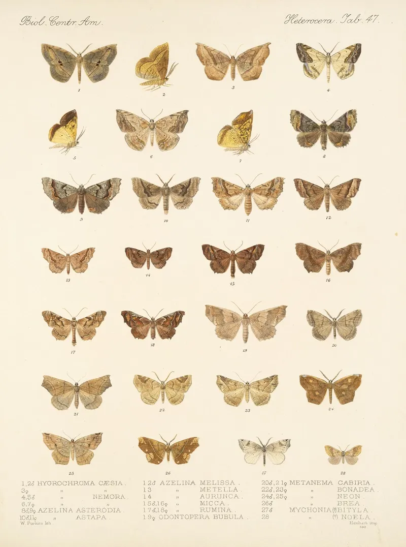 Insecta Lepidoptera Heterocera Pl 047 Wall Art by Frederick DuCane Godman - High-Resolution Digital Print
