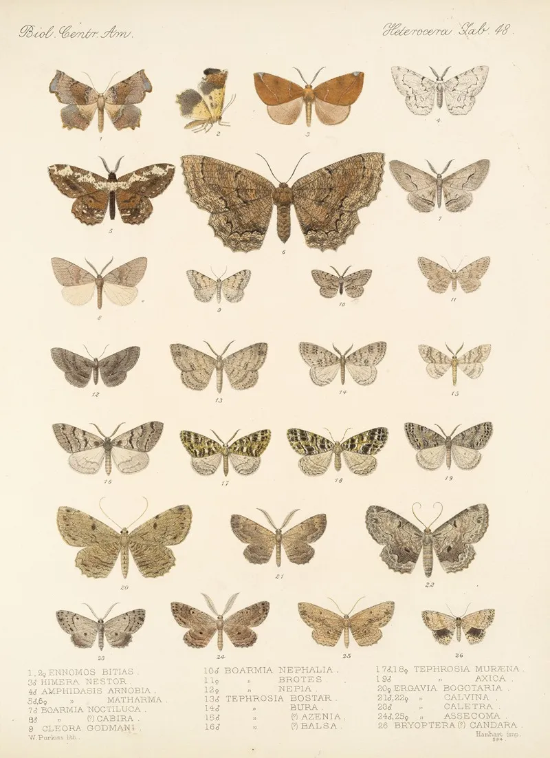Insecta Lepidoptera Heterocera Pl 048 Wall Art by Frederick DuCane Godman - High-Resolution Digital Print