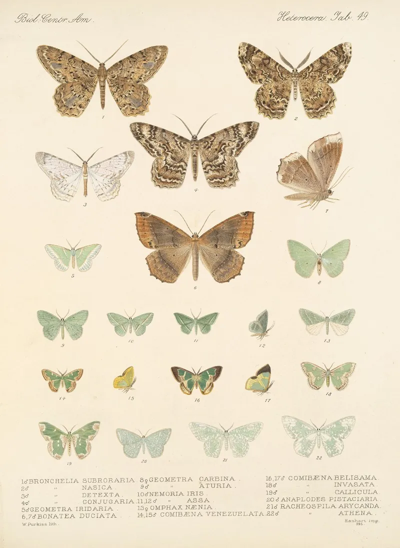Insecta Lepidoptera Heterocera Pl 049 Wall Art by Frederick DuCane Godman - High-Resolution Digital Print