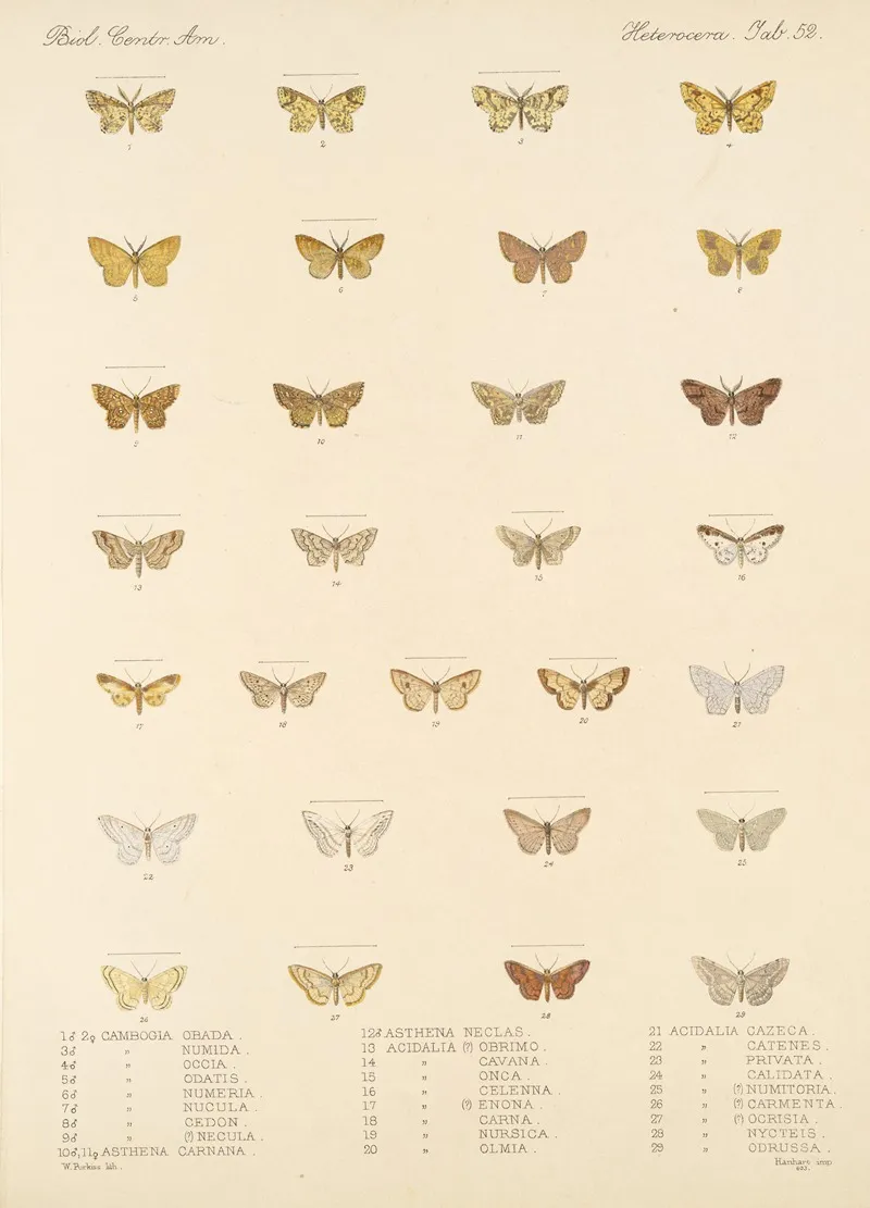 Insecta Lepidoptera Heterocera Pl 052 Wall Art by Frederick DuCane Godman - High-Resolution Digital Print