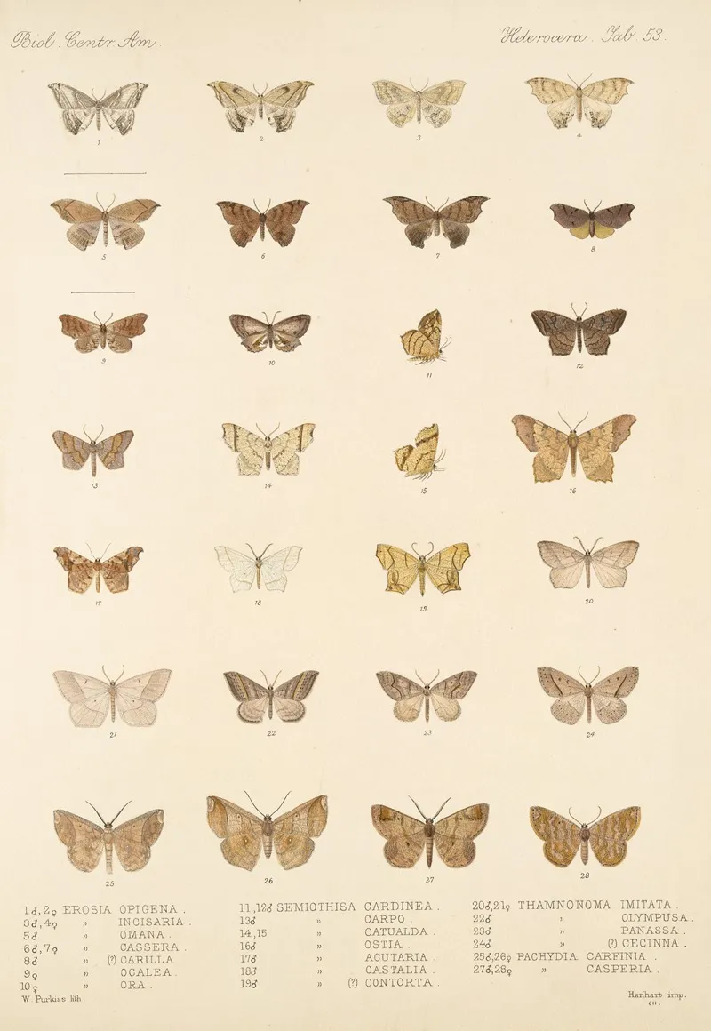 Insecta Lepidoptera Heterocera Pl 053 Wall Art by Frederick DuCane Godman - High-Resolution Digital Print