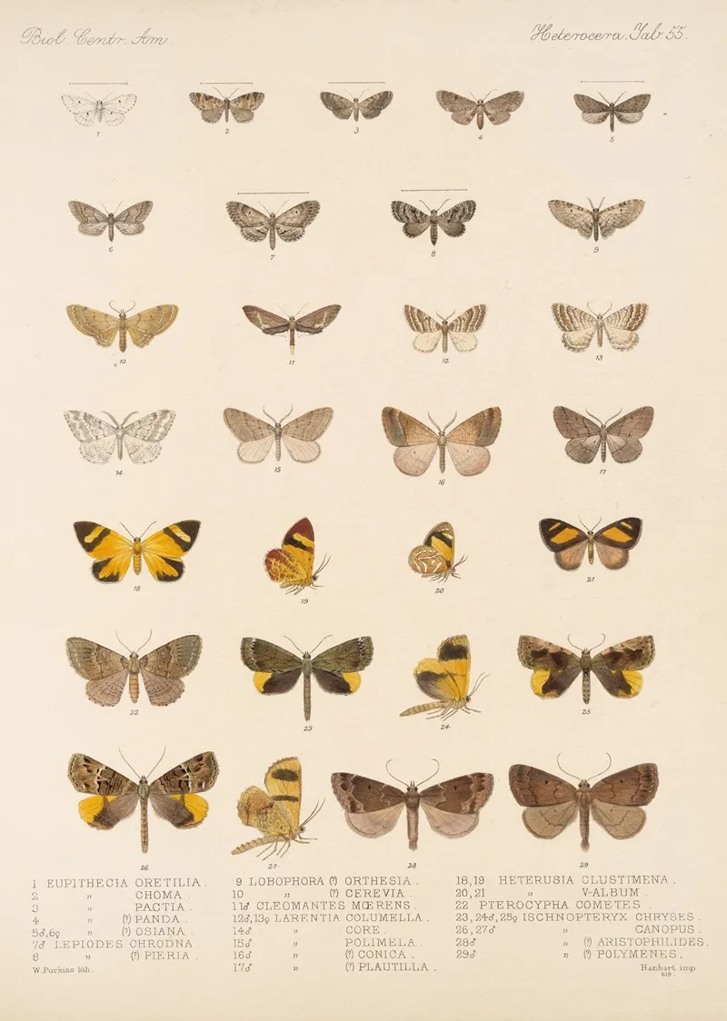 Insecta Lepidoptera Heterocera Pl 055 Wall Art by Frederick DuCane Godman - High-Resolution Digital Print