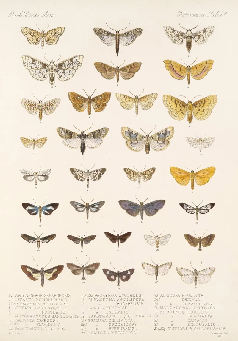 Insecta Lepidoptera Heterocera Pl 061 Wall Art by Frederick DuCane Godman - High-Resolution Digital Print
