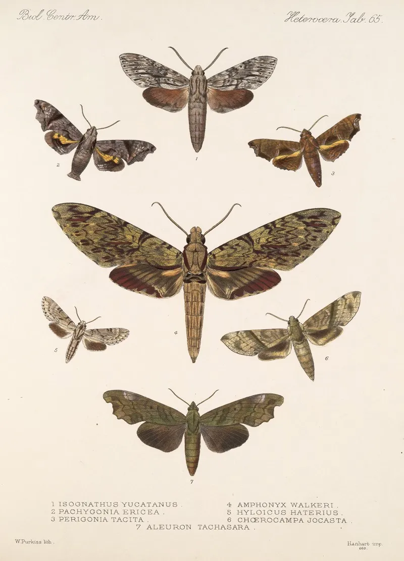 Insecta Lepidoptera Heterocera Pl 065 Wall Art by Frederick DuCane Godman - High-Resolution Digital Print