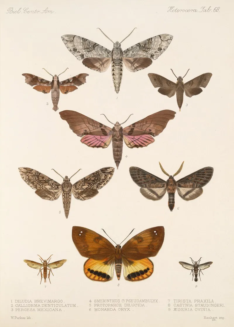 Insecta Lepidoptera Heterocera Pl 068 Wall Art by Frederick DuCane Godman - High-Resolution Digital Print