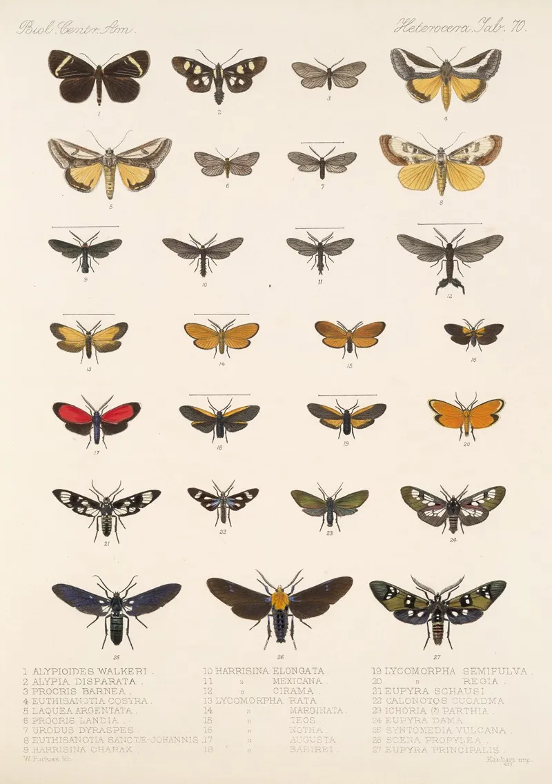 Insecta Lepidoptera Heterocera Pl 070 Wall Art by Frederick DuCane Godman - High-Resolution Digital Print