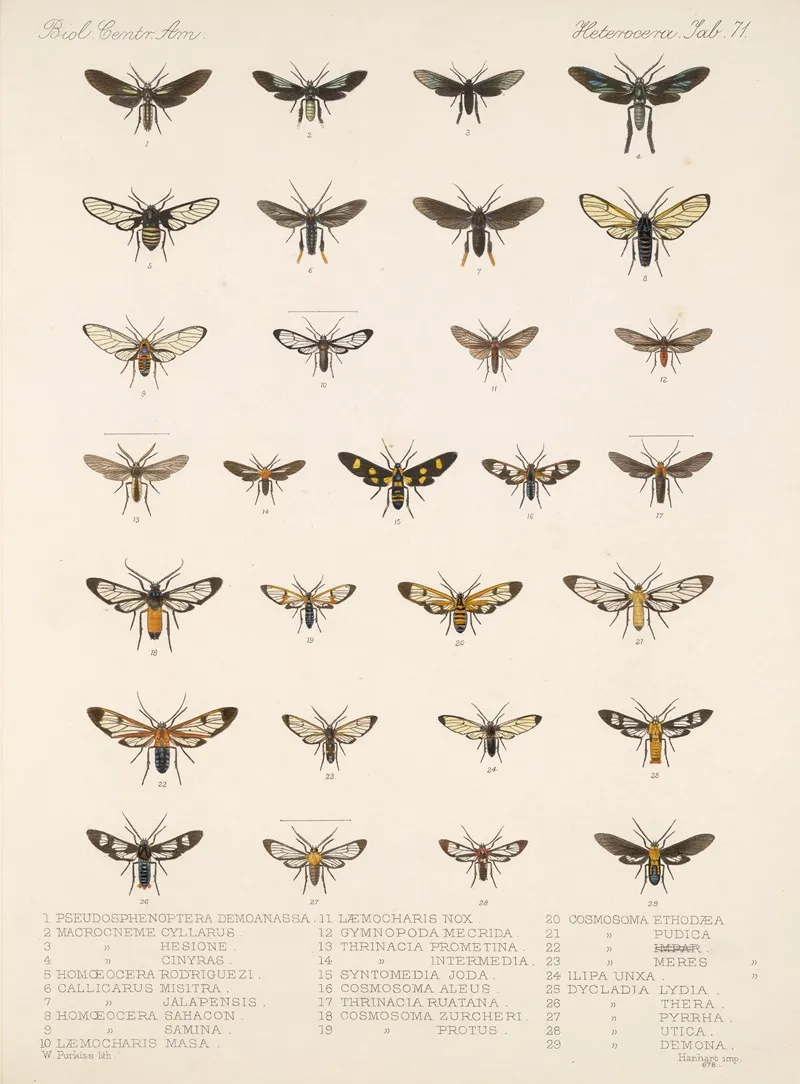 Insecta Lepidoptera Heterocera Pl 071 Wall Art by Frederick DuCane Godman - High-Resolution Digital Print