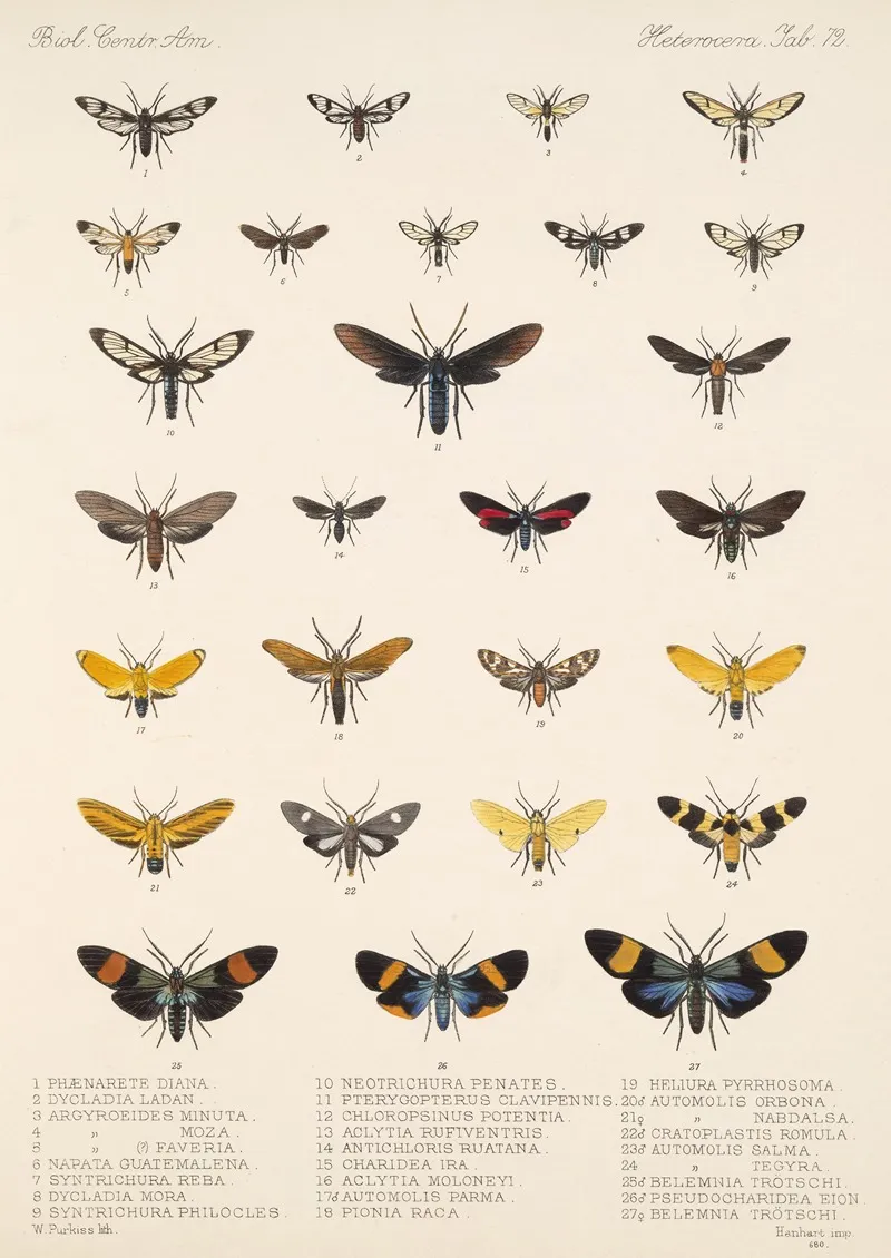 Insecta Lepidoptera Heterocera Pl 072 Wall Art by Frederick DuCane Godman - High-Resolution Digital Print