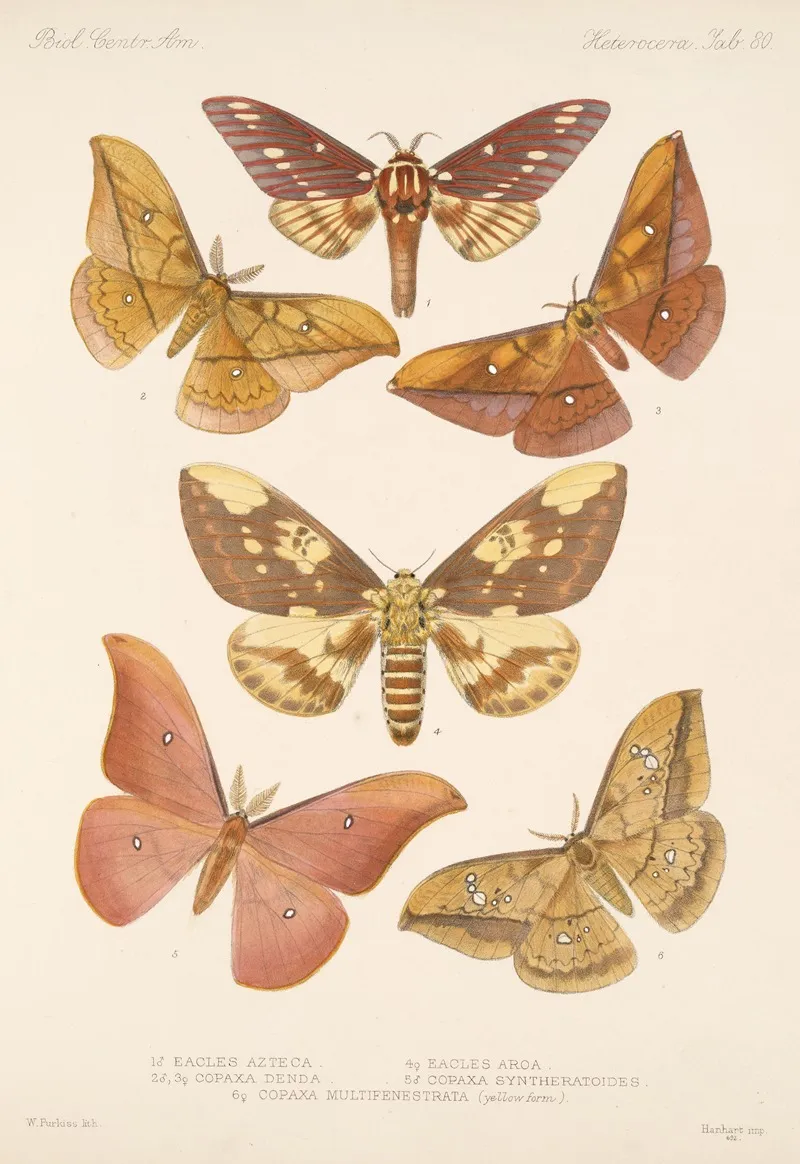 Insecta Lepidoptera Heterocera Pl 080 Wall Art by Frederick DuCane Godman - High-Resolution Digital Print