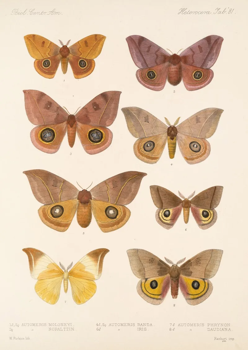 Insecta Lepidoptera Heterocera Pl 081 Wall Art by Frederick DuCane Godman - High-Resolution Digital Print