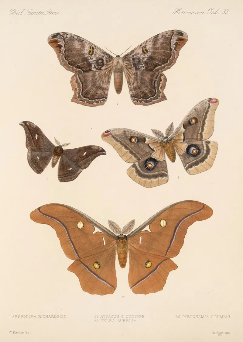 Insecta Lepidoptera Heterocera Pl 083 Wall Art by Frederick DuCane Godman - High-Resolution Digital Print