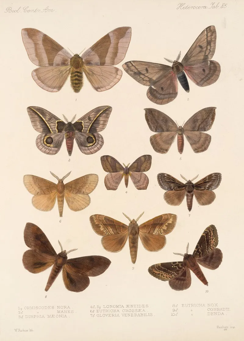 Insecta Lepidoptera Heterocera Pl 085 Wall Art by Frederick DuCane Godman - High-Resolution Digital Print