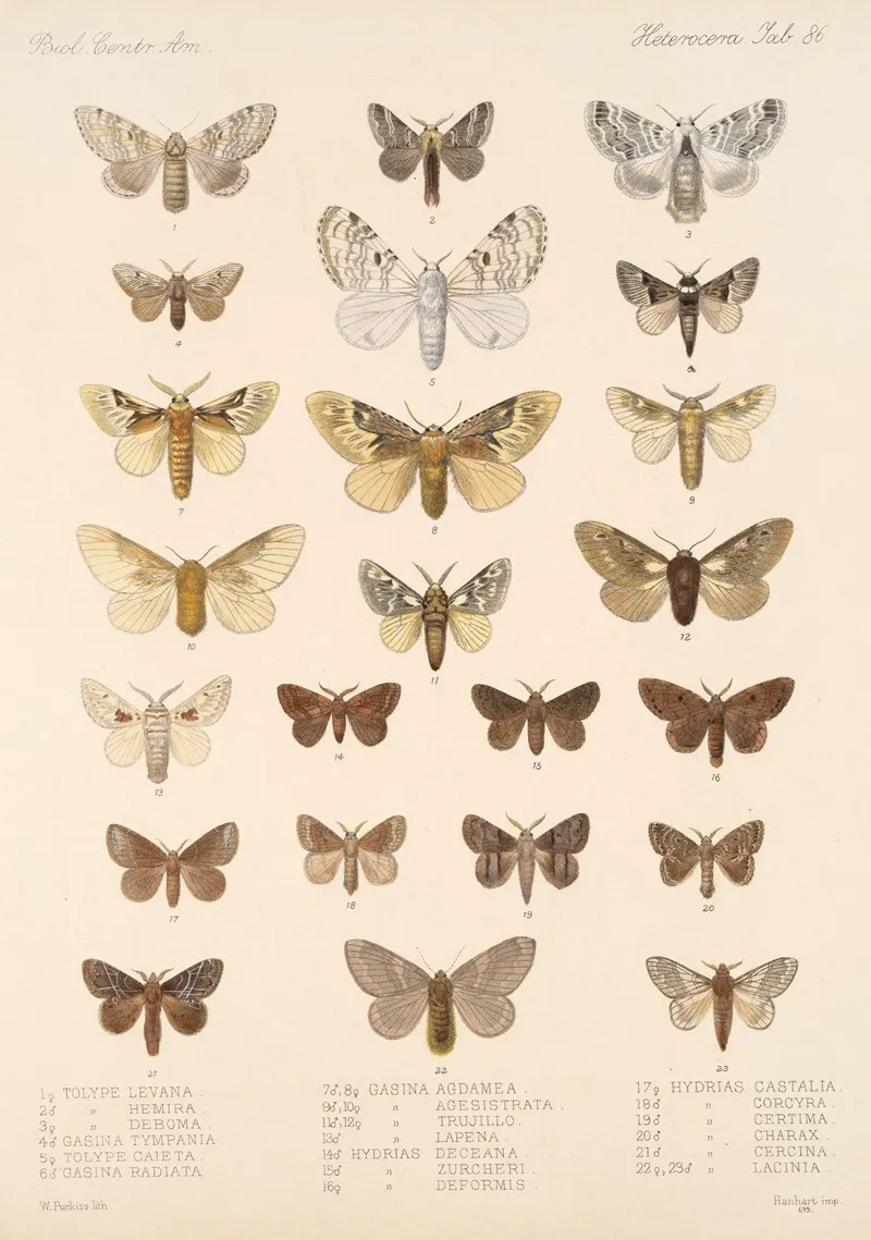 Insecta Lepidoptera Heterocera Pl 086 Wall Art by Frederick DuCane Godman - High-Resolution Digital Print