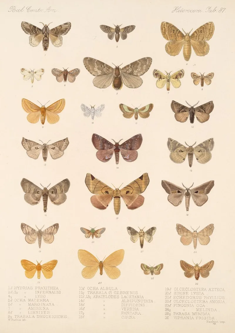 Insecta Lepidoptera Heterocera Pl 087 Wall Art by Frederick DuCane Godman - High-Resolution Digital Print