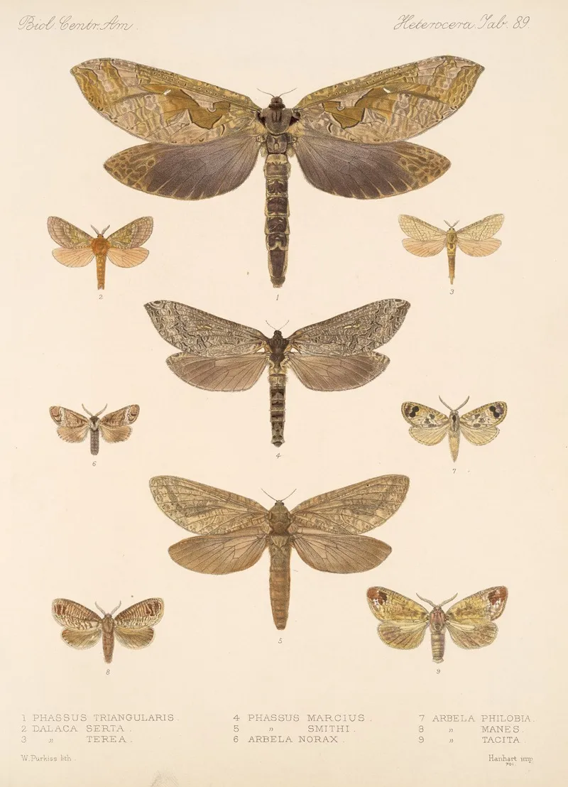 Insecta Lepidoptera Heterocera Pl 089 Wall Art by Frederick DuCane Godman - High-Resolution Digital Print