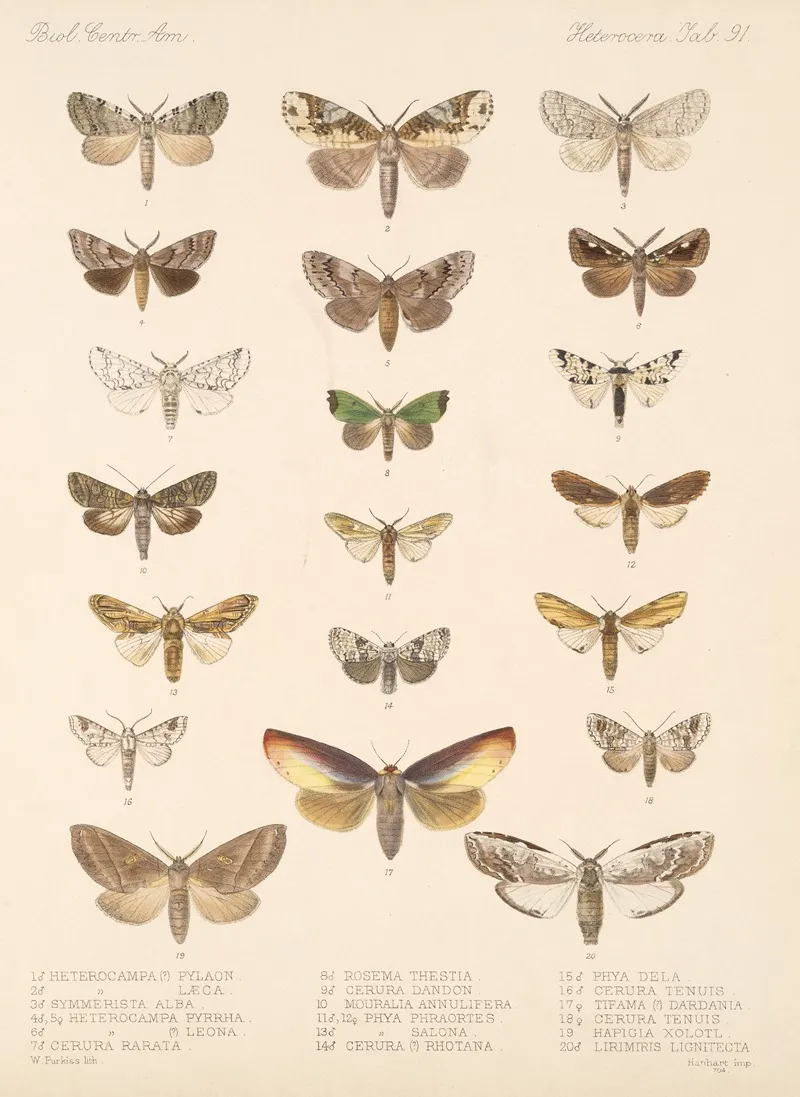 Insecta Lepidoptera Heterocera Pl 091 Wall Art by Frederick DuCane Godman - High-Resolution Digital Print