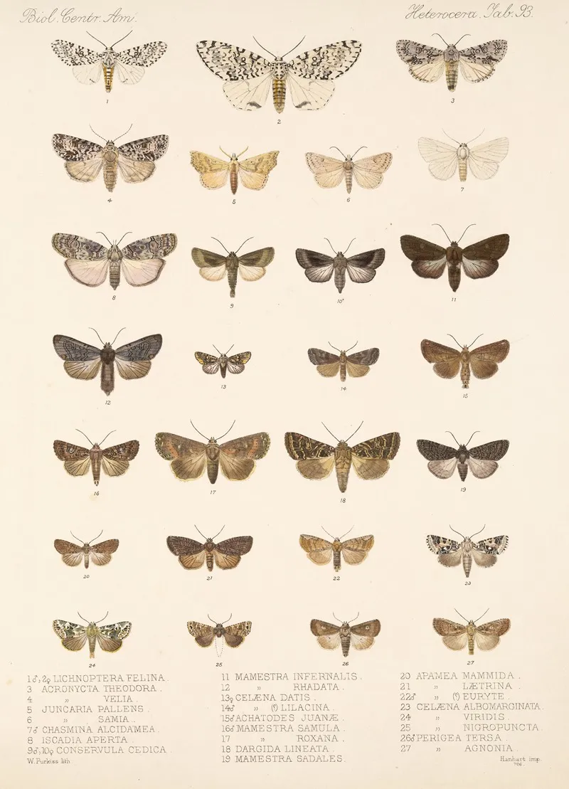 Insecta Lepidoptera Heterocera Pl 093 Wall Art by Frederick DuCane Godman - High-Resolution Digital Print