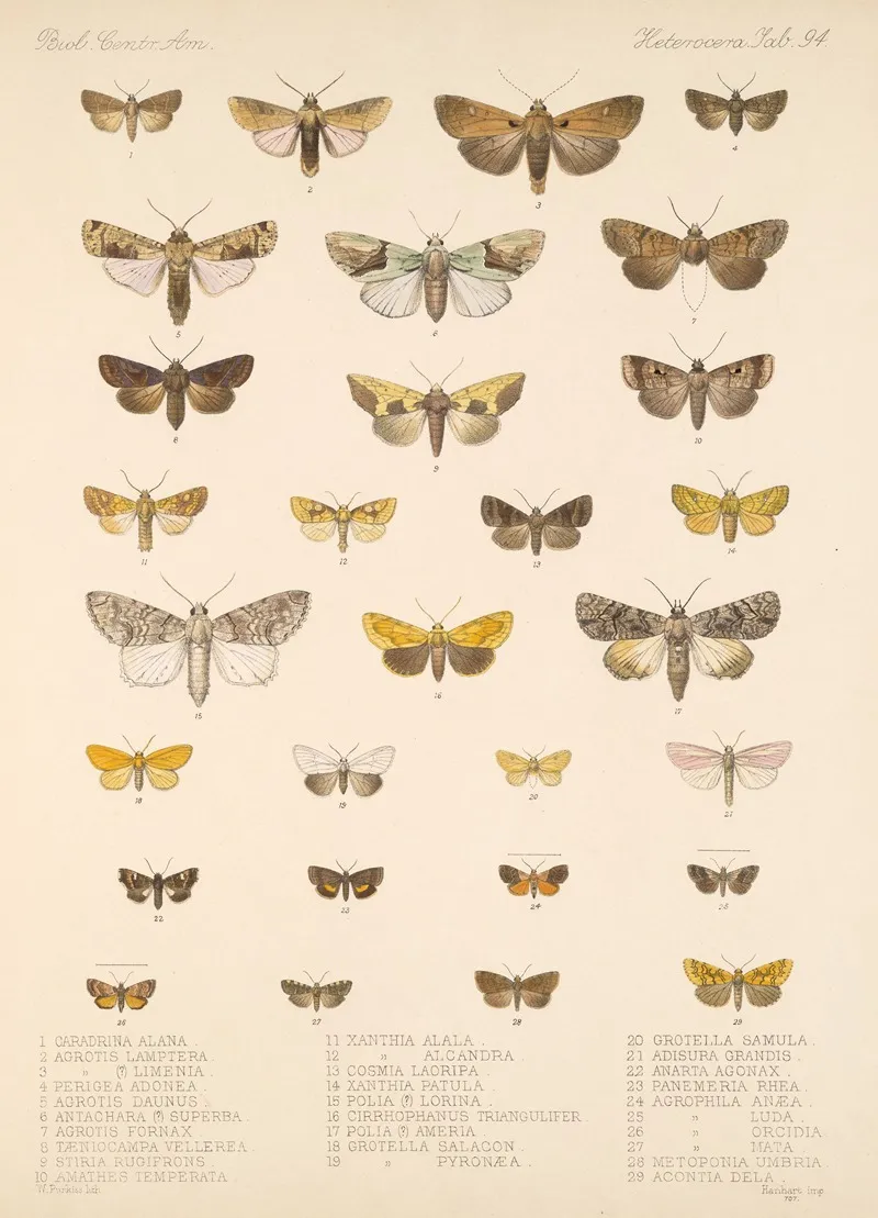 Insecta Lepidoptera Heterocera Pl 094 Wall Art by Frederick DuCane Godman - High-Resolution Digital Print