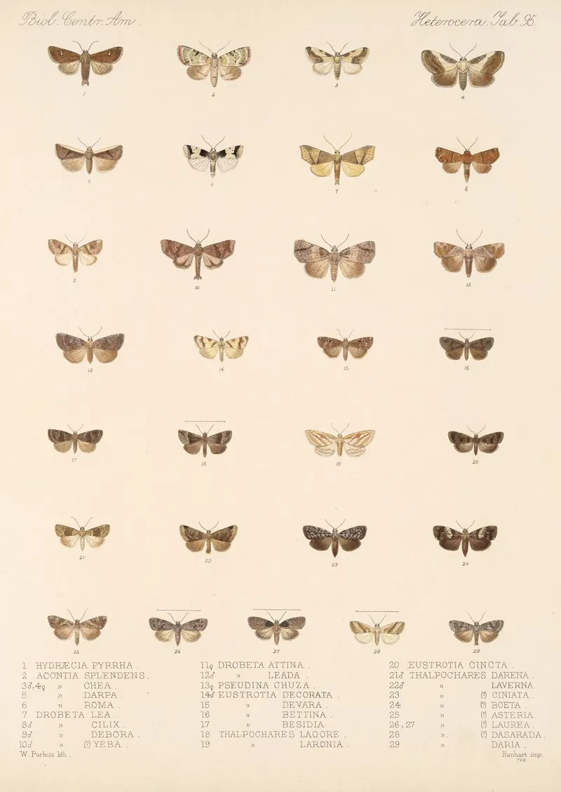 Insecta Lepidoptera Heterocera Pl 095 Wall Art by Frederick DuCane Godman - High-Resolution Digital Print