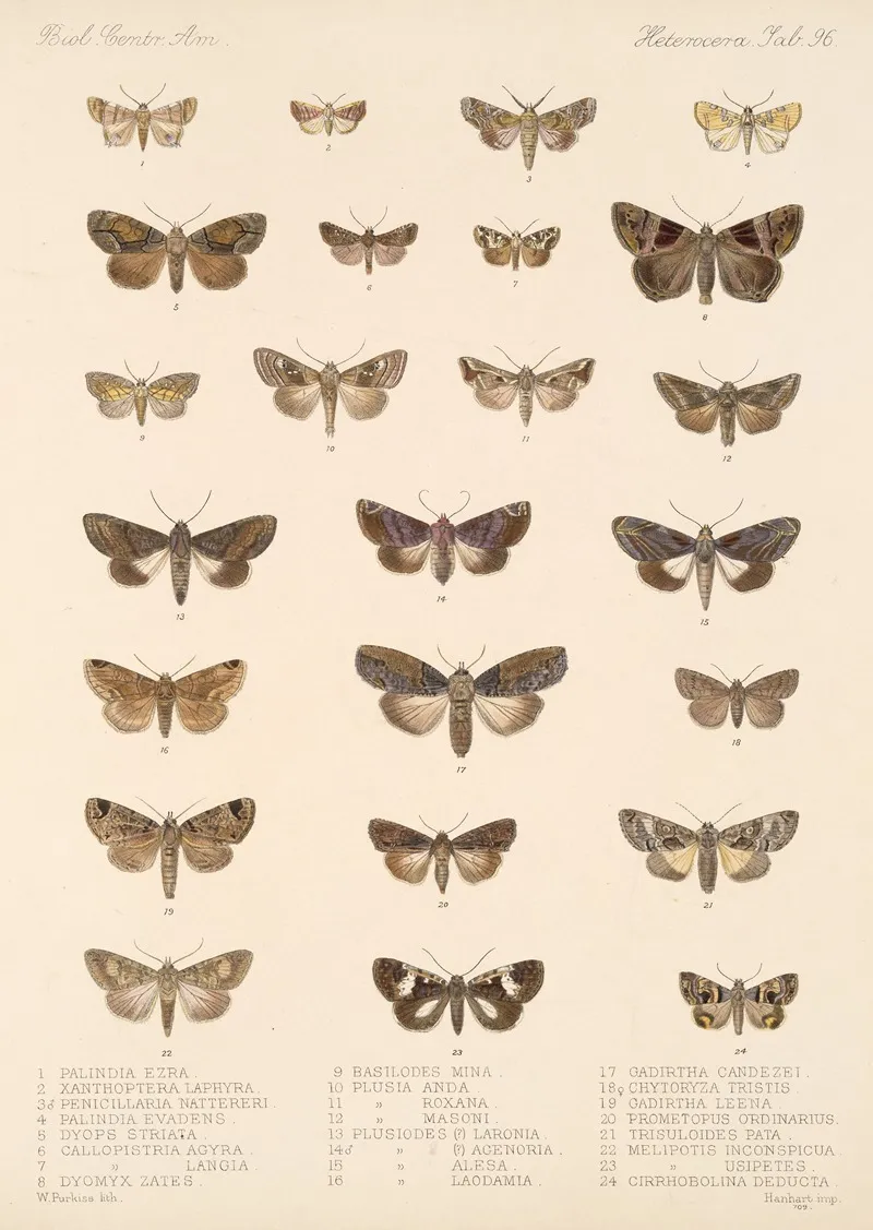 Insecta Lepidoptera Heterocera Pl 096 Wall Art by Frederick DuCane Godman - High-Resolution Digital Print