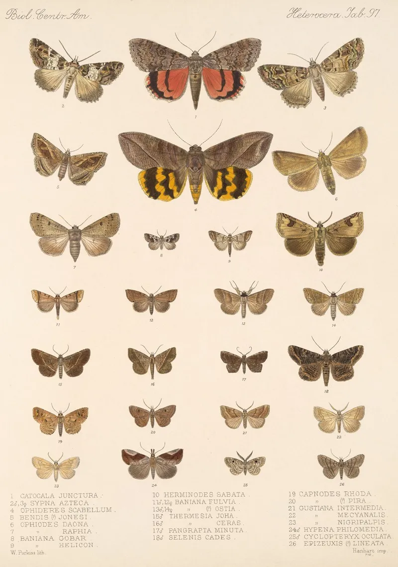Insecta Lepidoptera Heterocera Pl 097 Wall Art by Frederick DuCane Godman - High-Resolution Digital Print