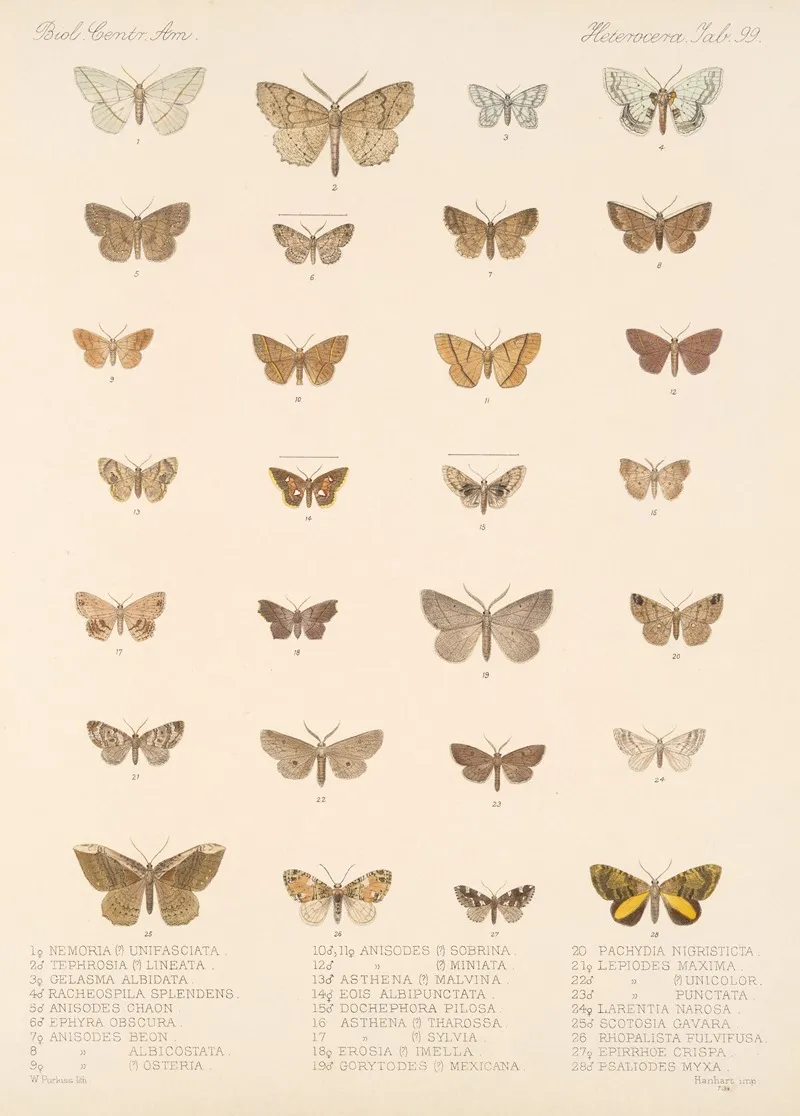Insecta Lepidoptera Heterocera Pl 099 Wall Art by Frederick DuCane Godman - High-Resolution Digital Print