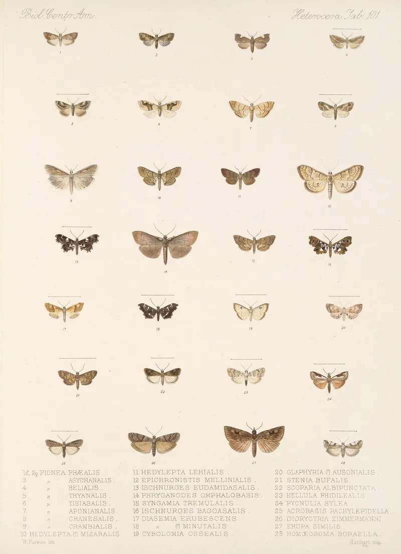 Insecta Lepidoptera Heterocera Pl 101 Wall Art by Frederick DuCane Godman - High-Resolution Digital Print