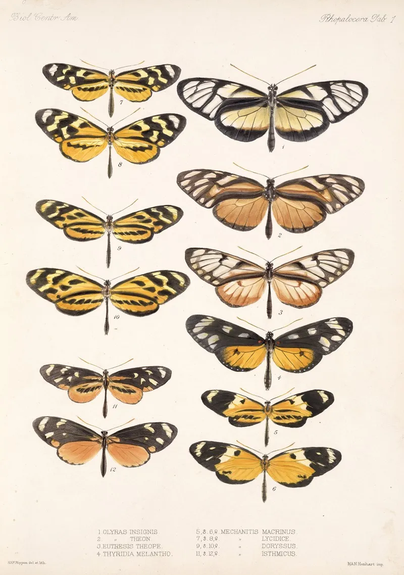 Insecta Lepidoptera Rhopalocera Pl 001 Wall Art by Frederick DuCane Godman - High-Resolution Digital Print