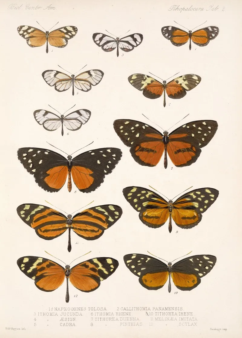Insecta Lepidoptera Rhopalocera Pl 002 Wall Art by Frederick DuCane Godman - High-Resolution Digital Print