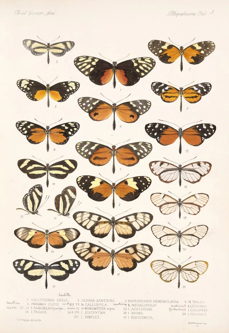Insecta Lepidoptera Rhopalocera Pl 003 Wall Art by Frederick DuCane Godman - High-Resolution Digital Print