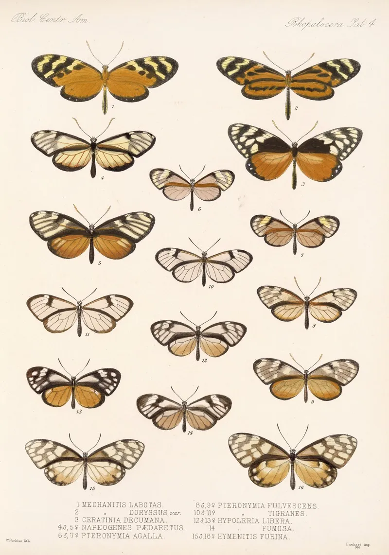 Insecta Lepidoptera Rhopalocera Pl 004 Wall Art by Frederick DuCane Godman - High-Resolution Digital Print