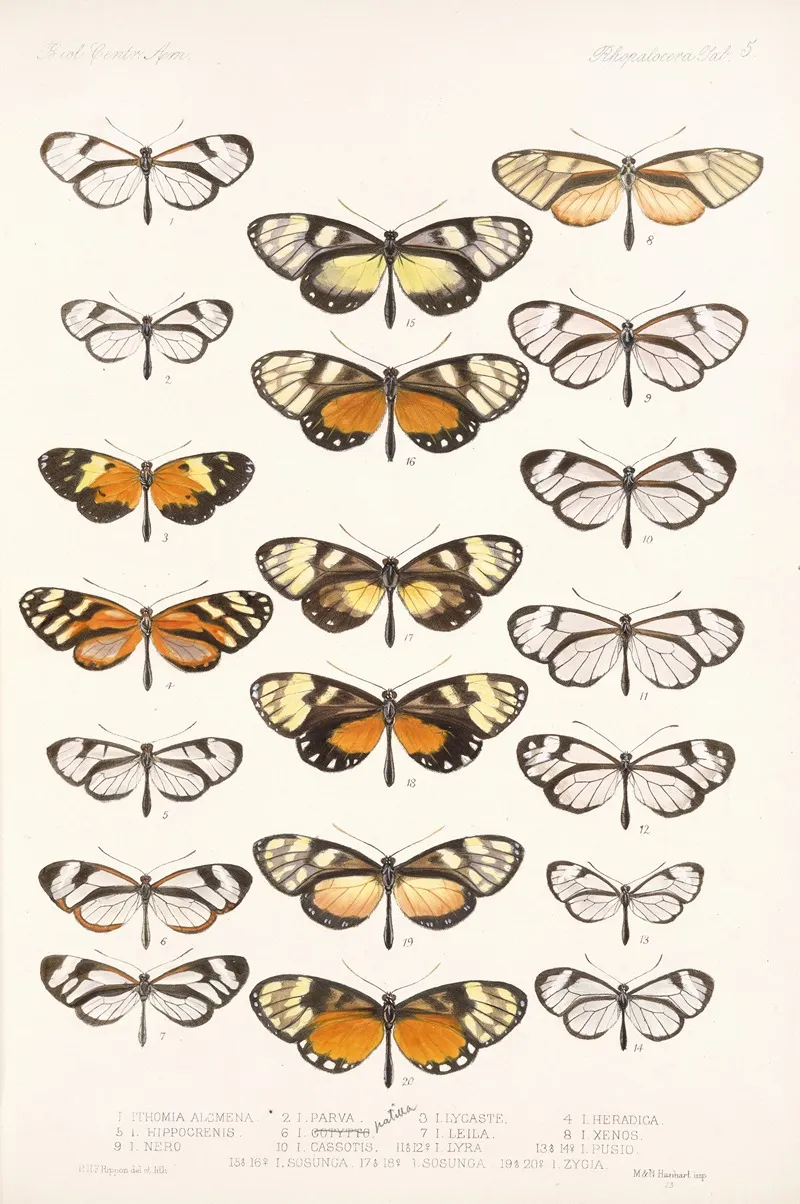 Insecta Lepidoptera Rhopalocera Pl 005 Wall Art by Frederick DuCane Godman - High-Resolution Digital Print