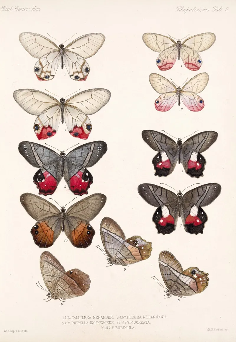 Insecta Lepidoptera Rhopalocera Pl 006 Wall Art by Frederick DuCane Godman - High-Resolution Digital Print